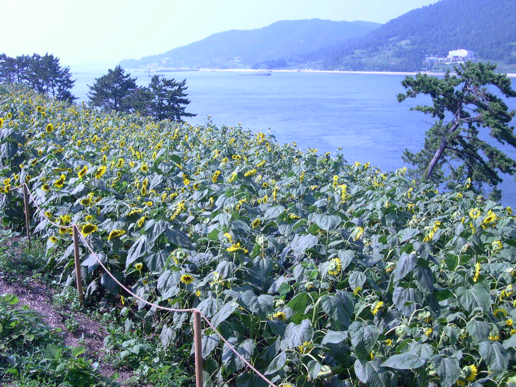 이미지를 클릭하면 원본을 보실 수 있습니다.