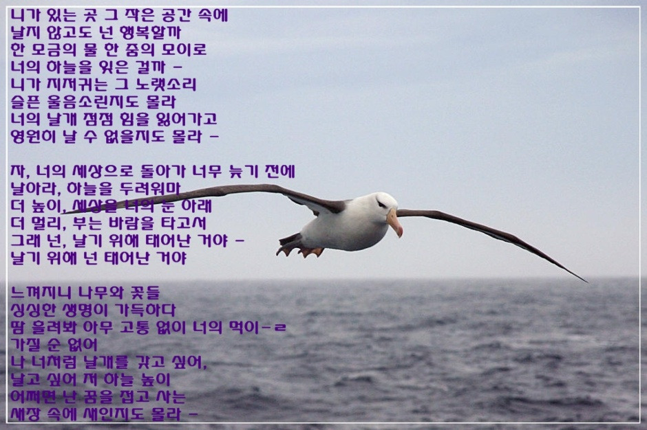 알바트로스 이미지